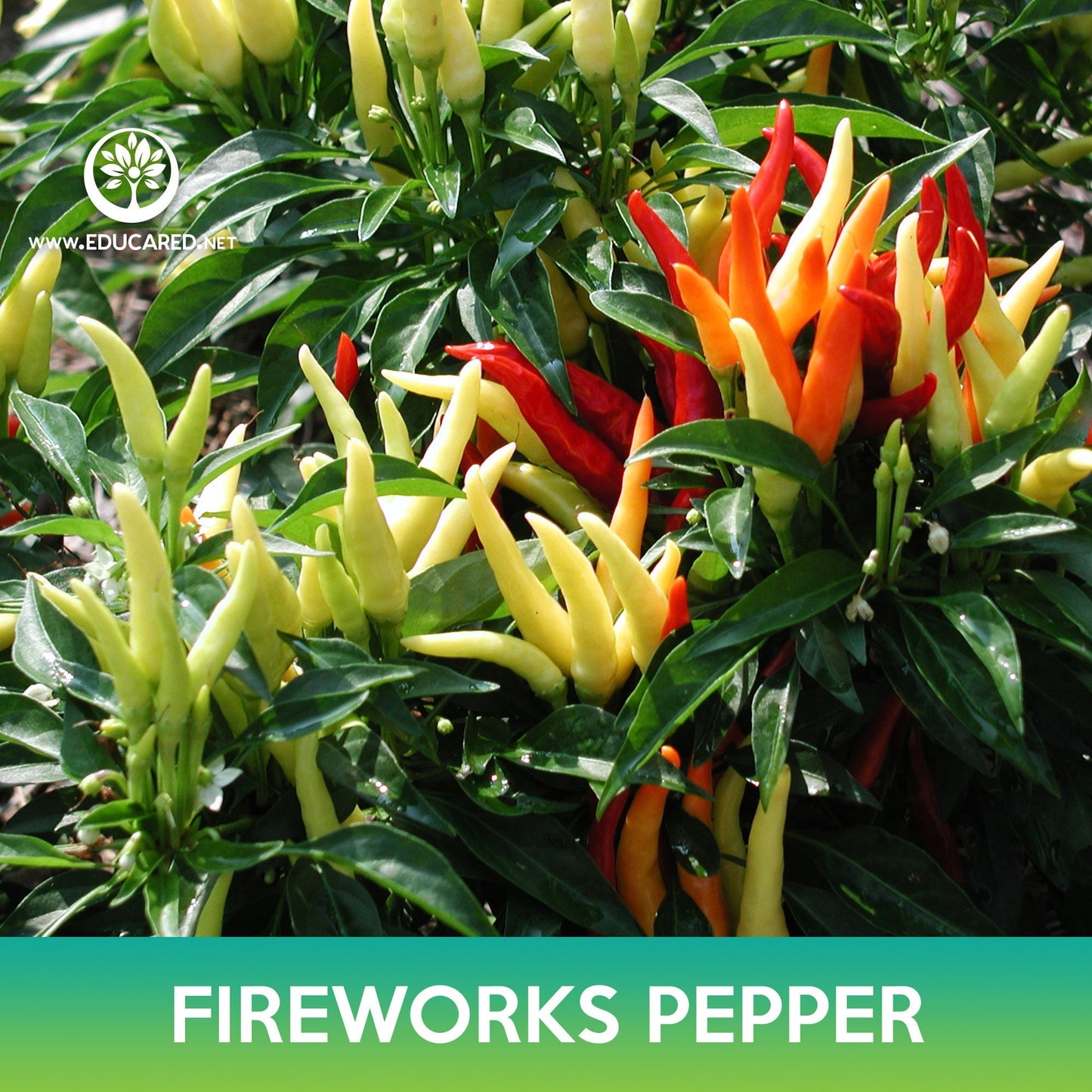 Fireworks Ornamental Pepper Seeds