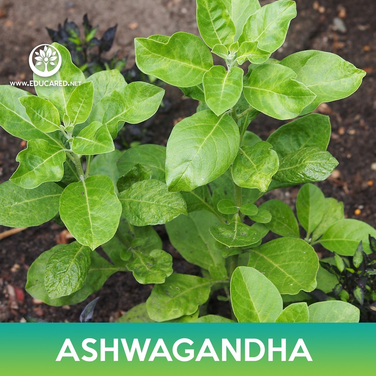 Ashwagandha Seeds, Withania somnifera