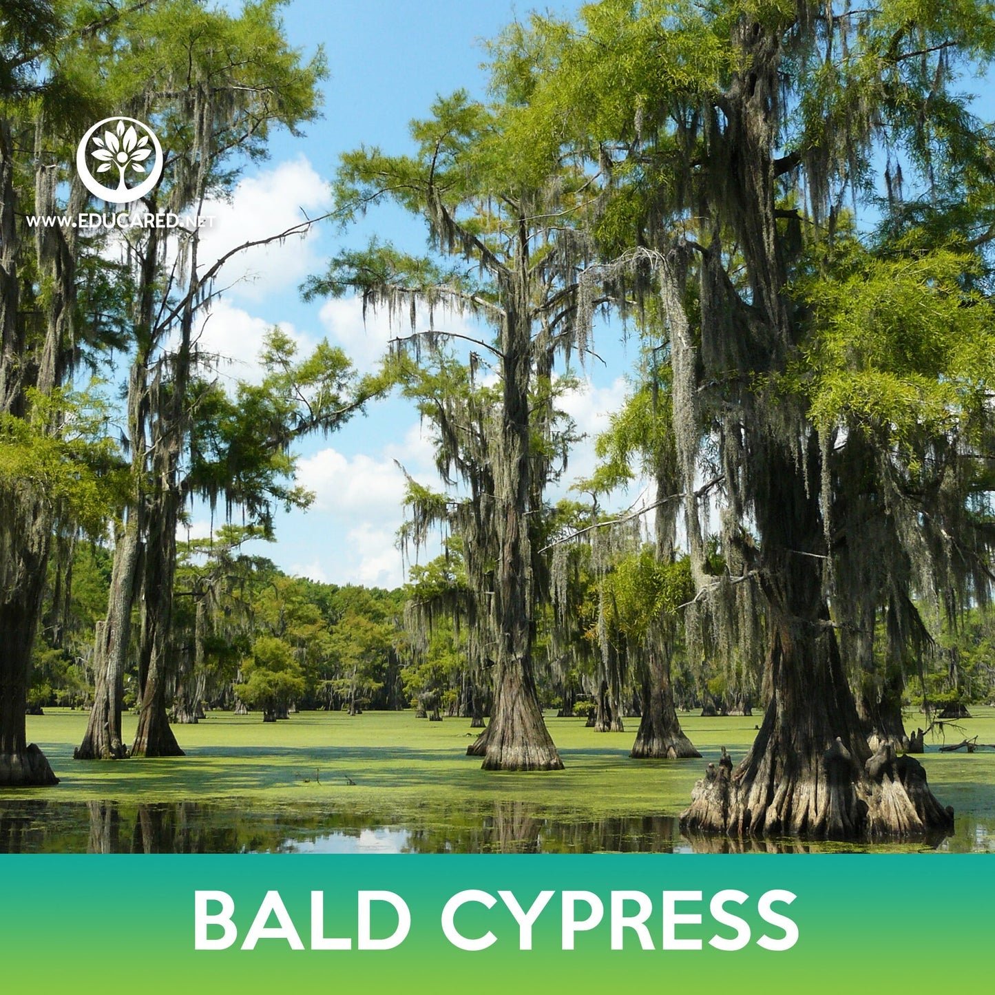 Bald Cypress Seeds, Swamp Cypress
