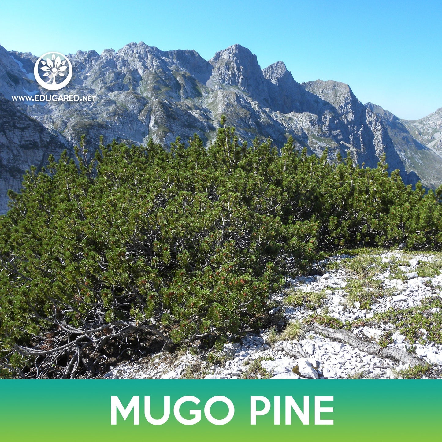 Mugo Pine Seeds, Swiss Mountain Pine