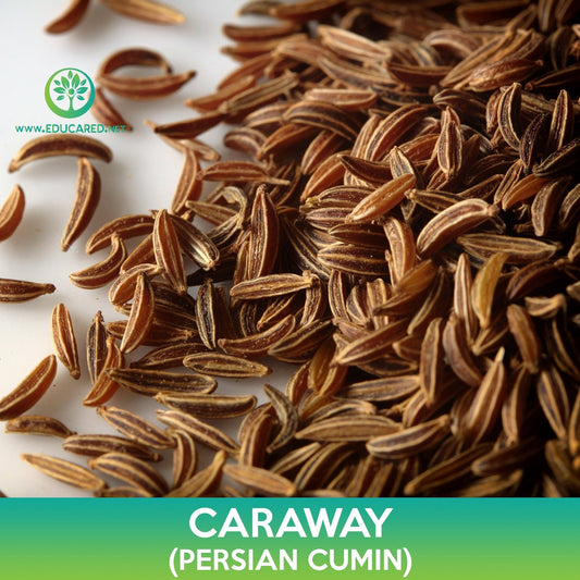 Caraway Seeds, Persian Cumin, Carum carvi
