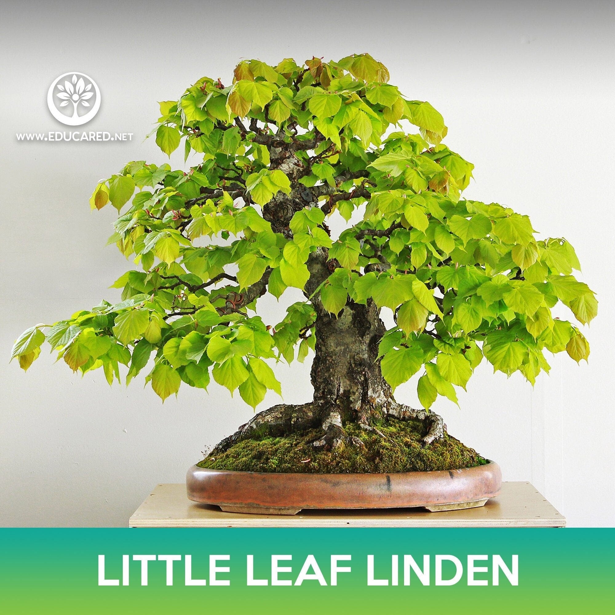 linden tree bonsai Little leaf Linden Tree Seeds