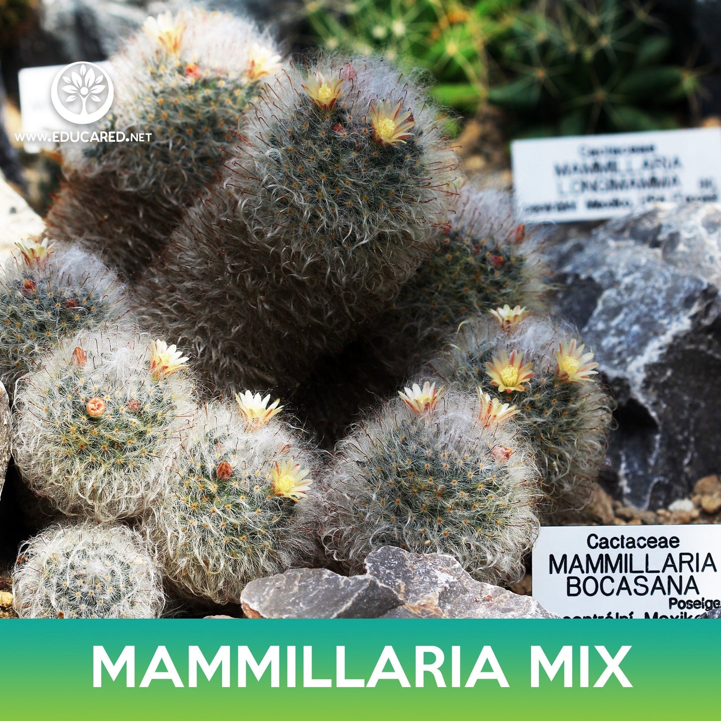 Mammillaria Cactus Mix Seeds