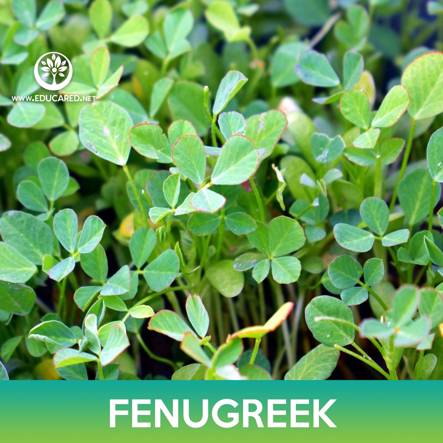 Fenugreek Seeds