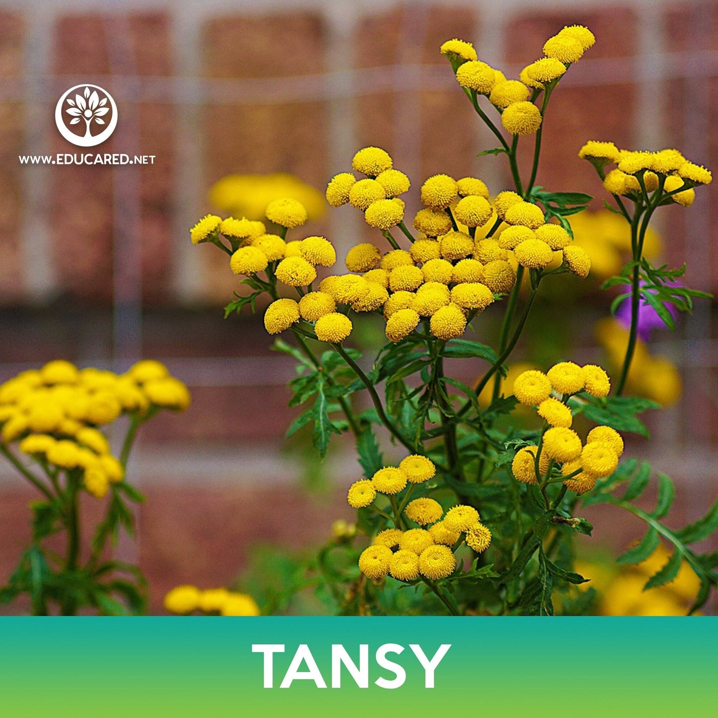 Tansy Flower Seeds, Tanacetum Vulgare