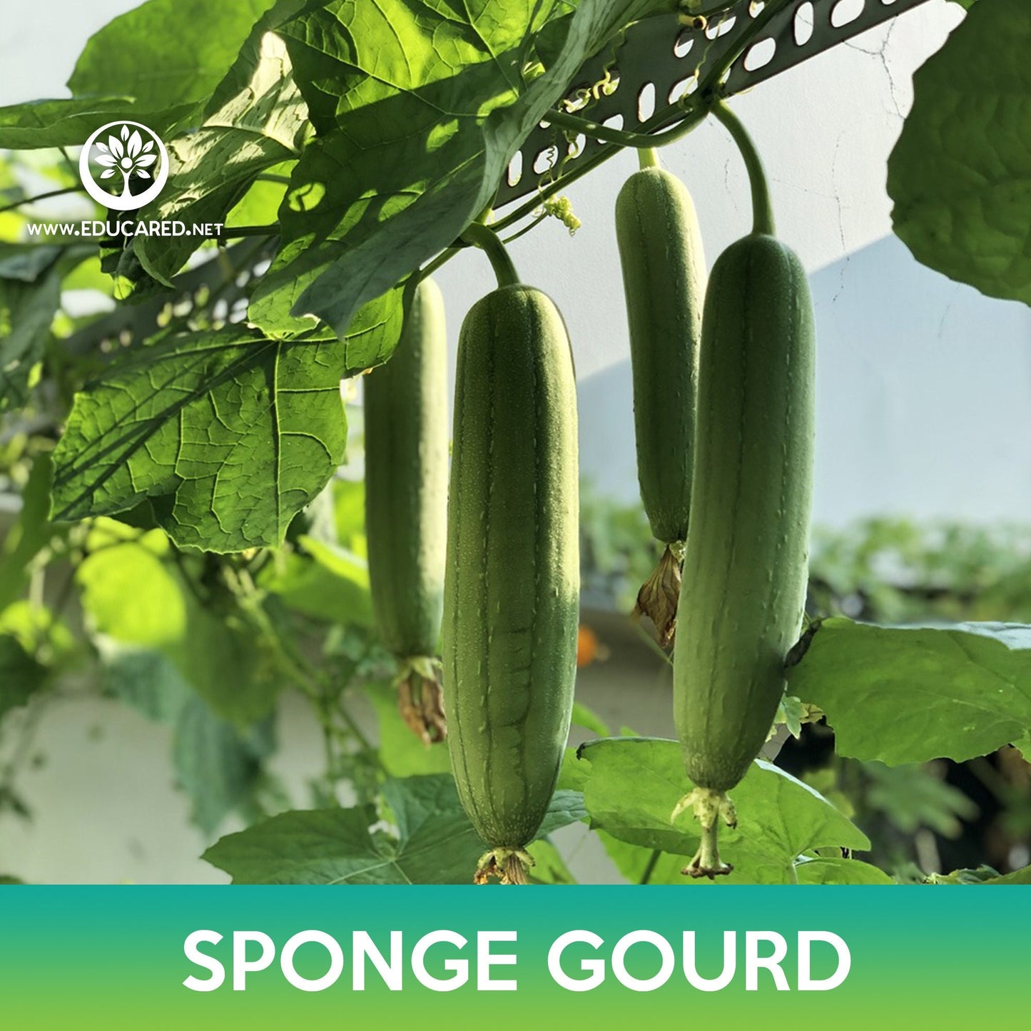 Sponge Gourd Seeds, Luffa aegyptiaca