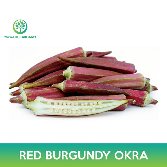 Red Burgundy Okra Seeds