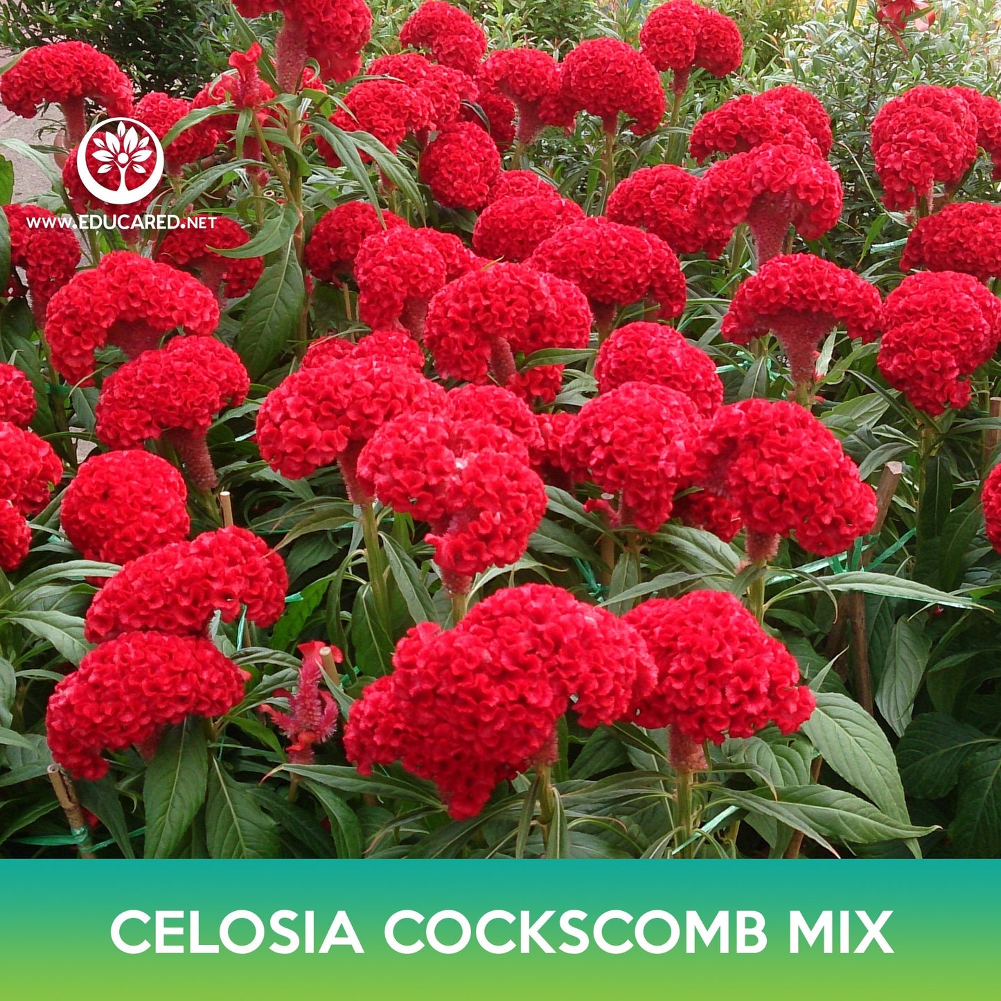 Celosia Cockscomb Flower Mix Seeds