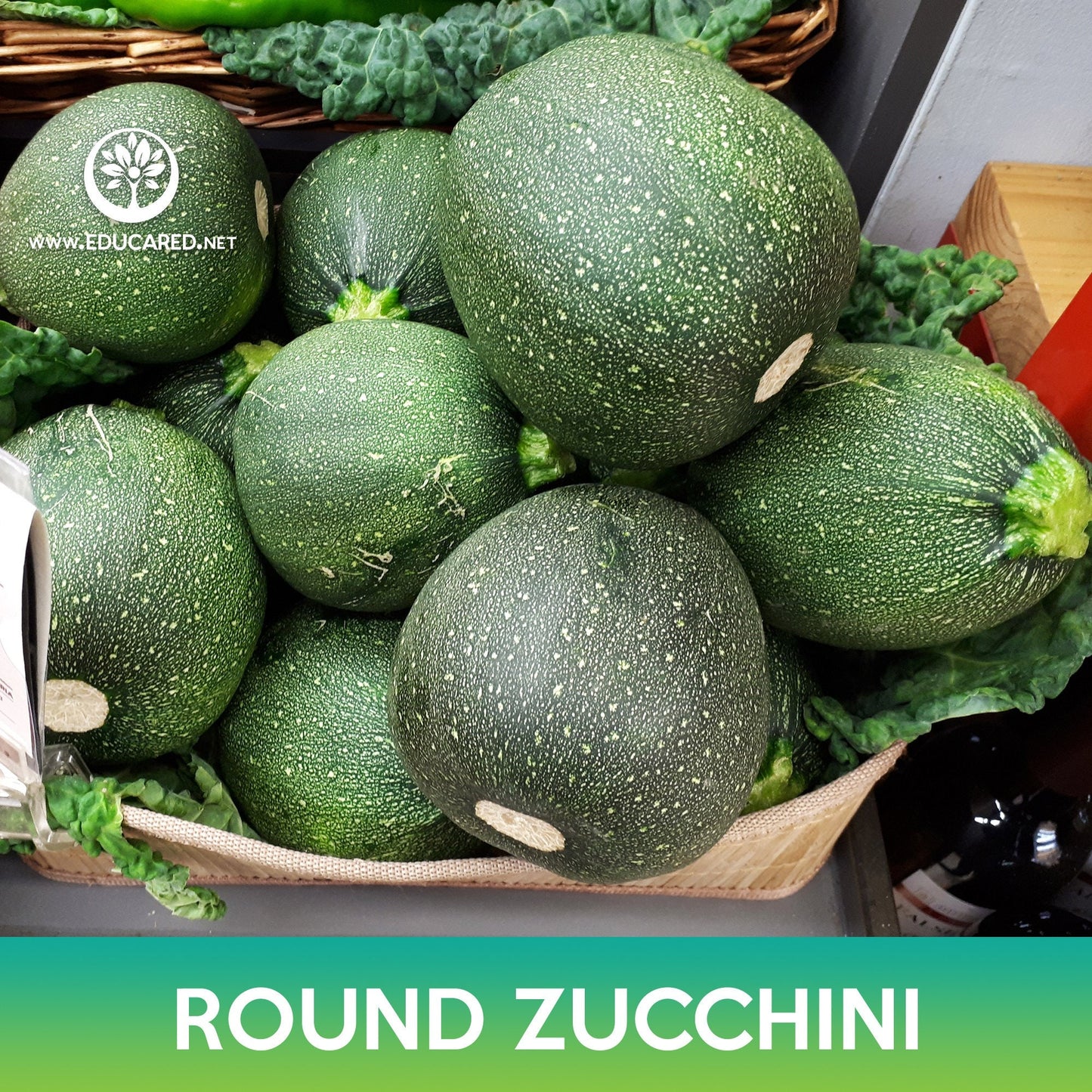 Round Zucchini Seeds