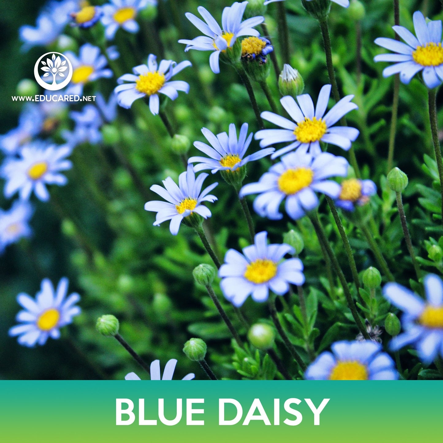 Blue Daisy Seeds, Felicia heterophylla