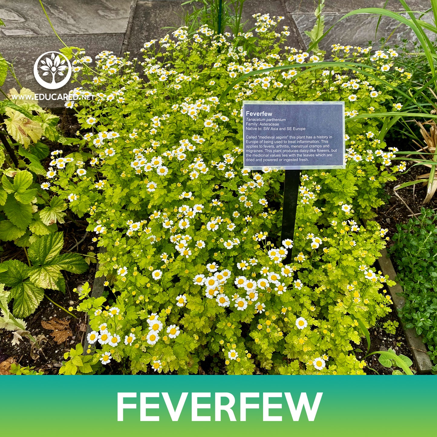 Feverfew Seeds