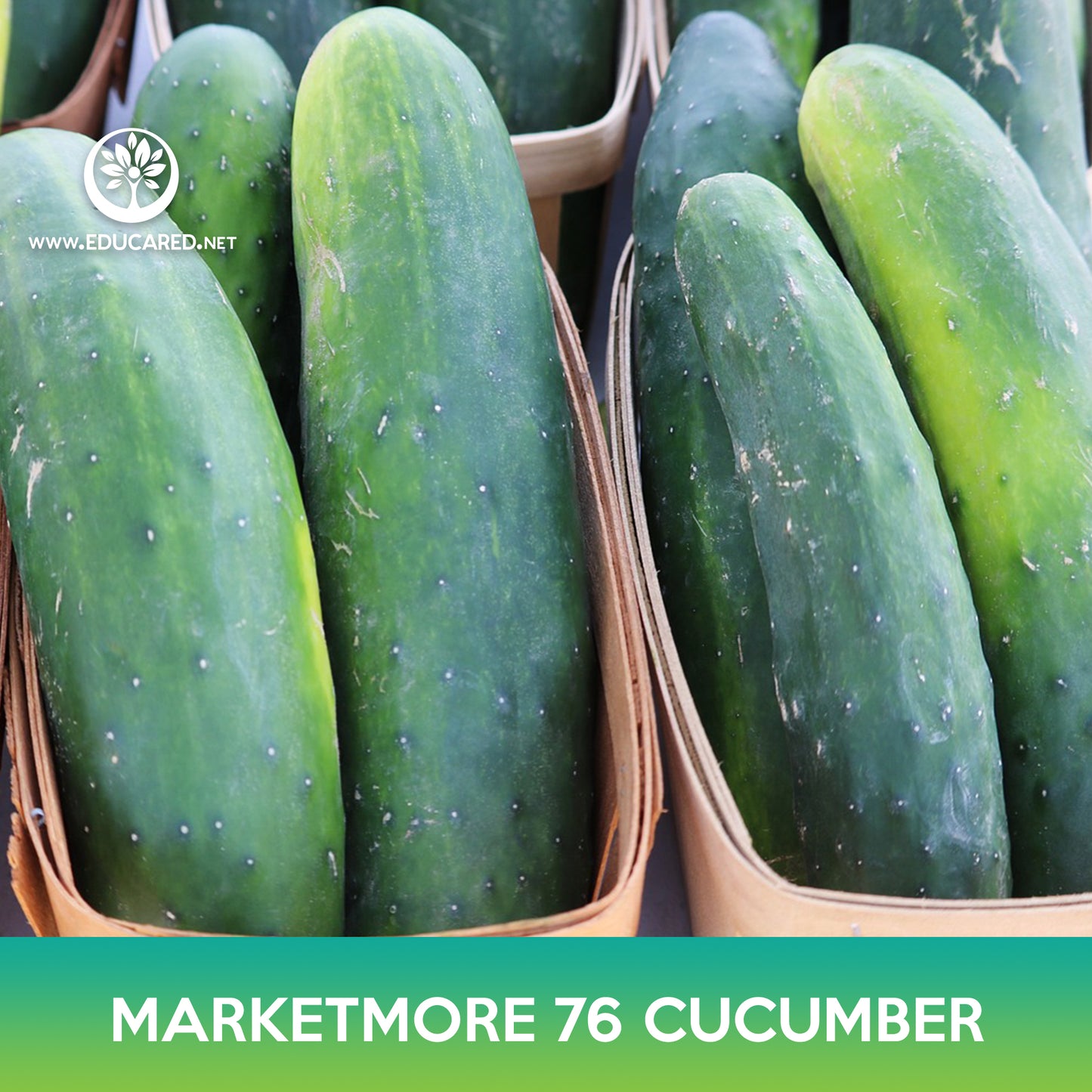 Marketmore 76 Cucumber Seeds