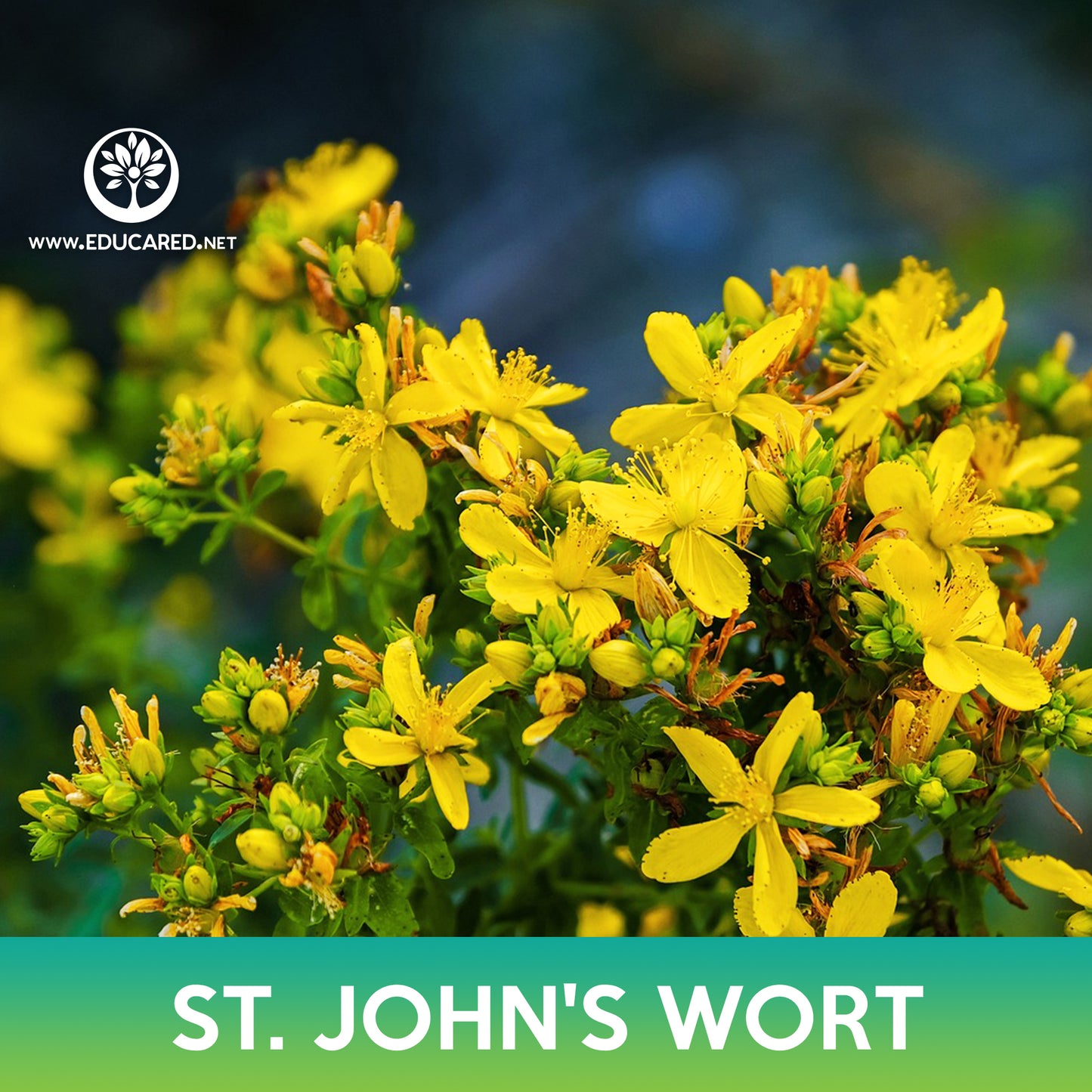 St. John's Wort Seeds