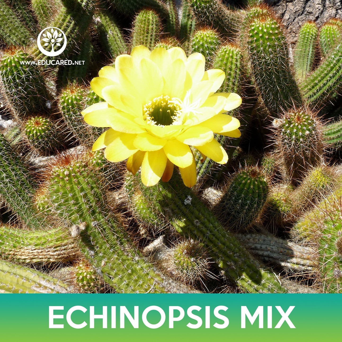 Echinopsis Cactus Mix Seeds