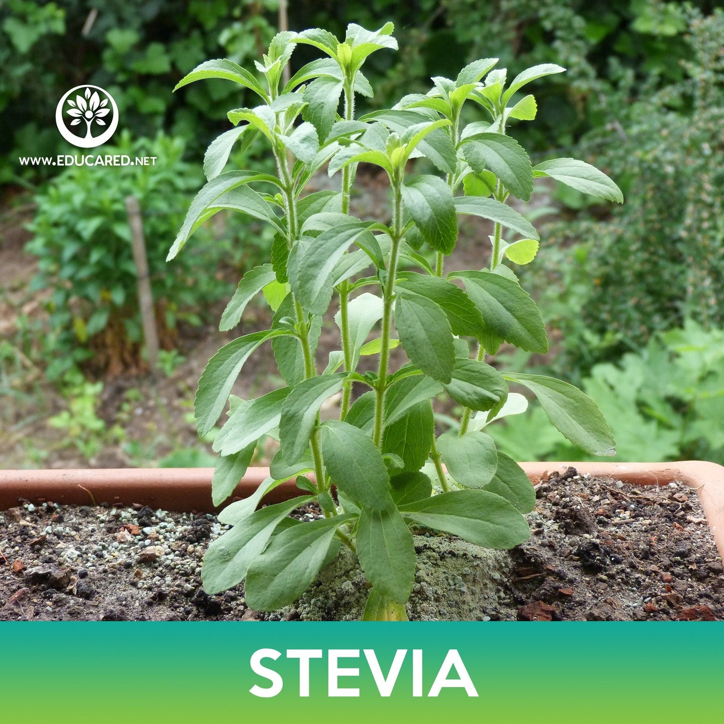 Stevia Seeds