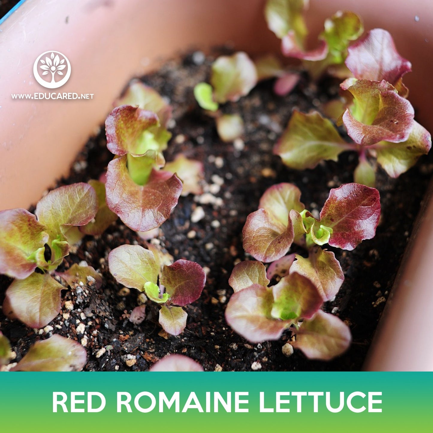Red Romaine Lettuce Seeds