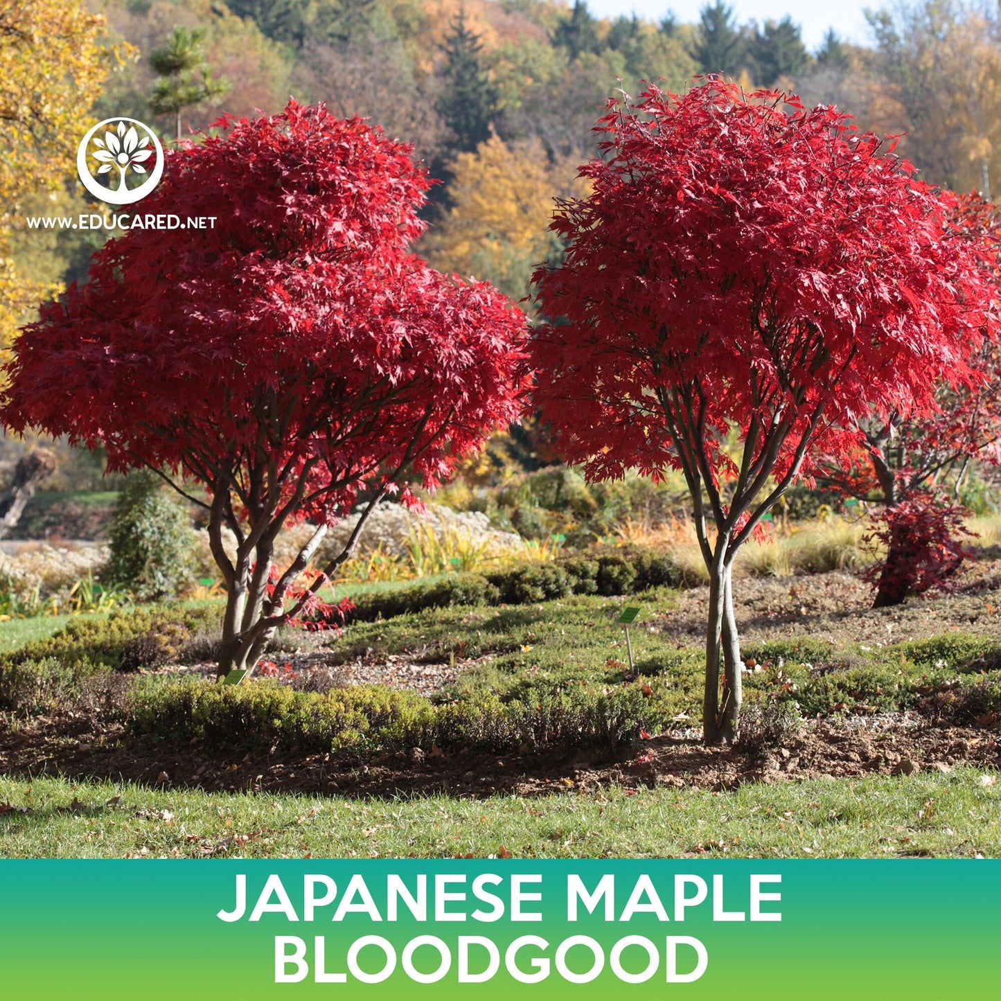 Bloodgood Japanese Maple Seeds