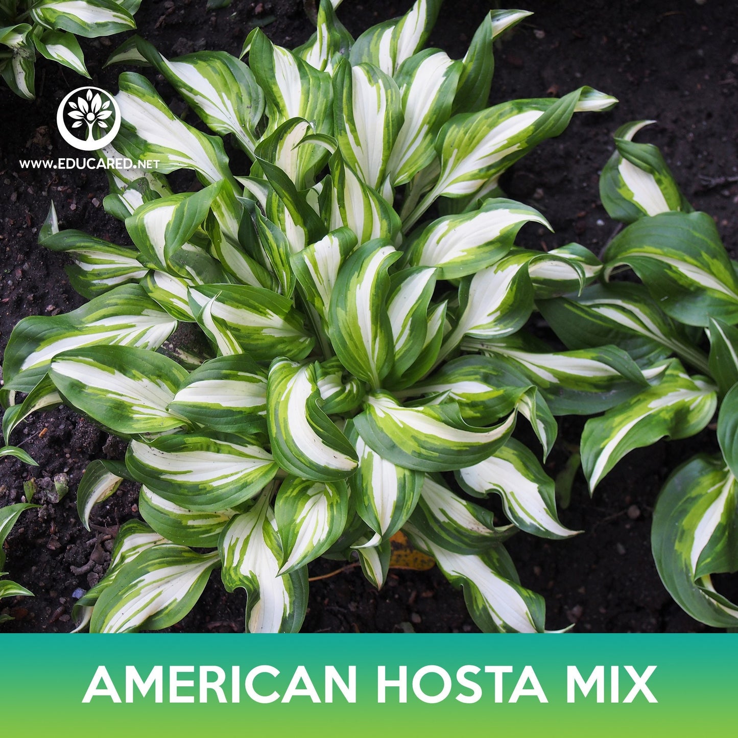 American Hosta Mix Seeds