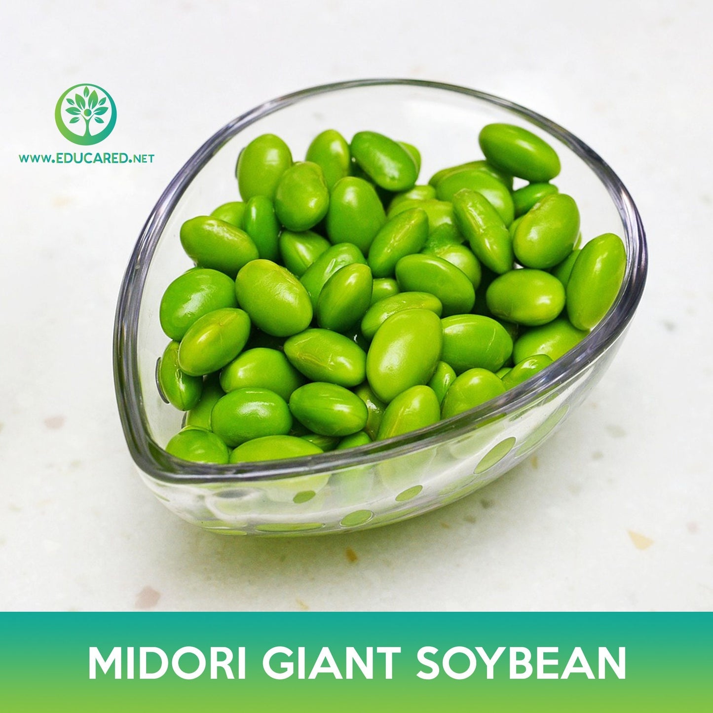Midori Giant Soybean Seeds