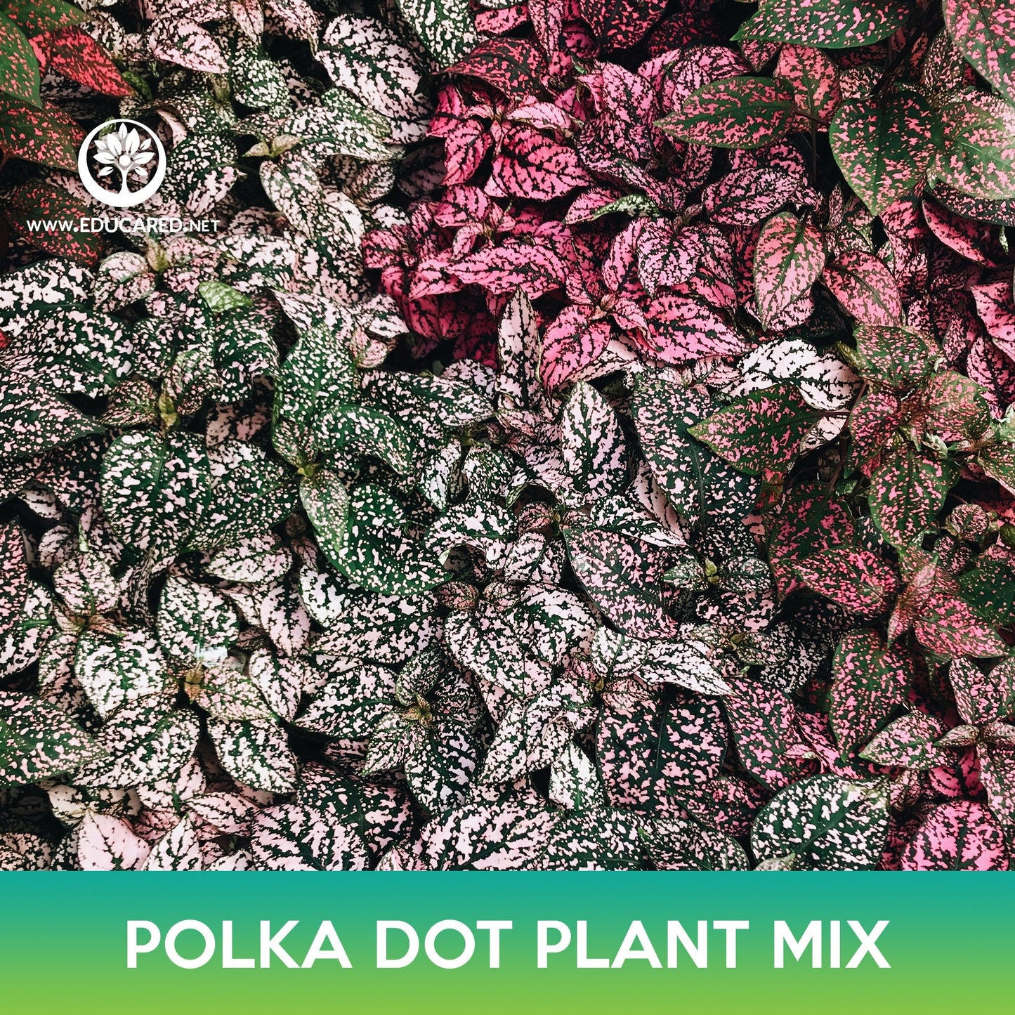 Polka Dot Plant Mix Seeds, Hypoestes Phyllostachya