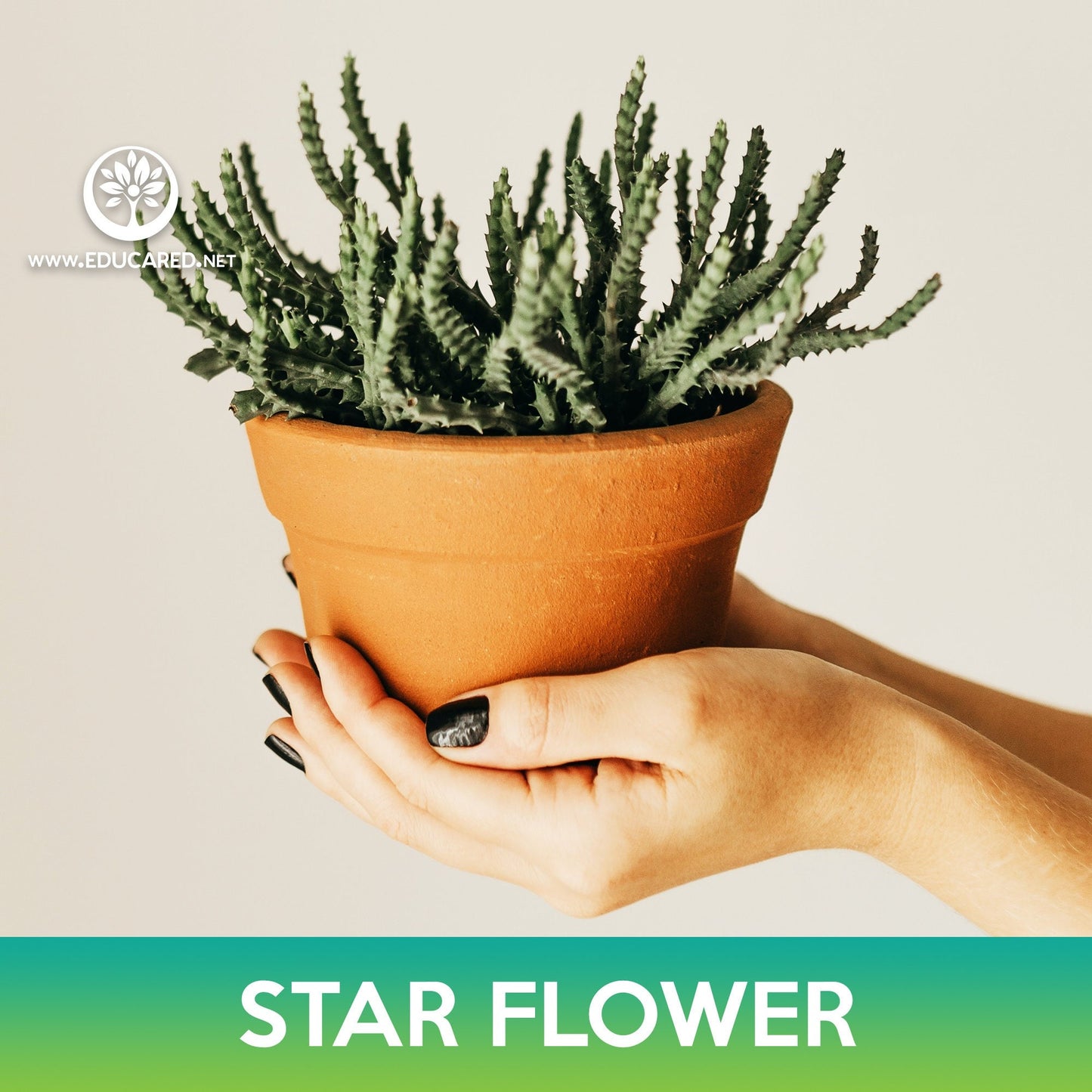 Star Flower Cactus Seeds