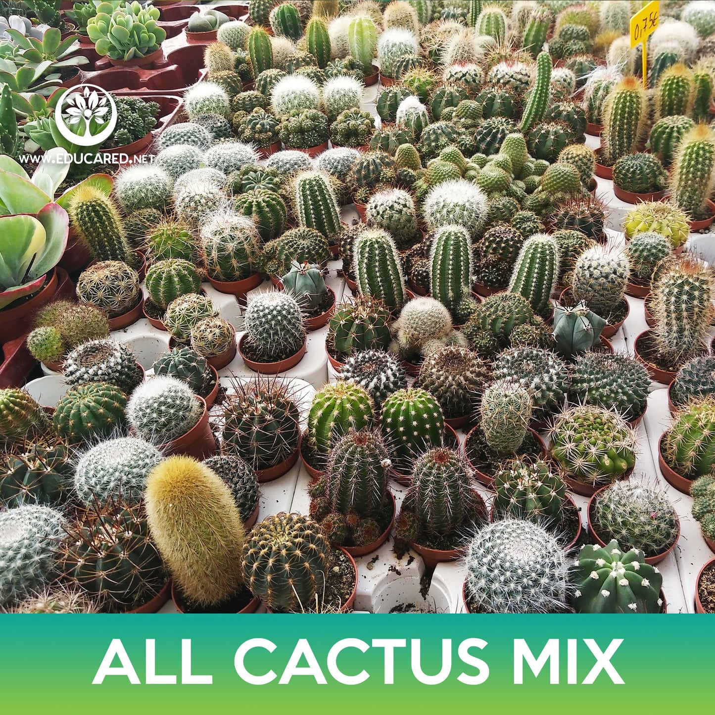 All Cactus Mix Seeds