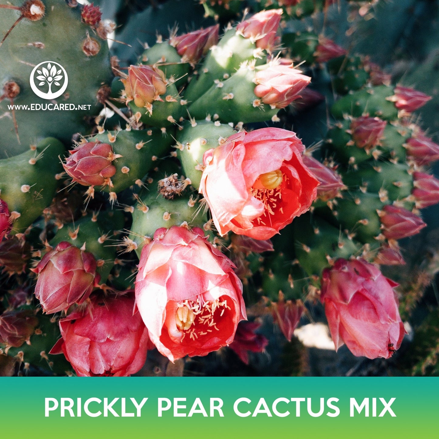 Prickly Pear Cactus Mix Seeds, Opuntia