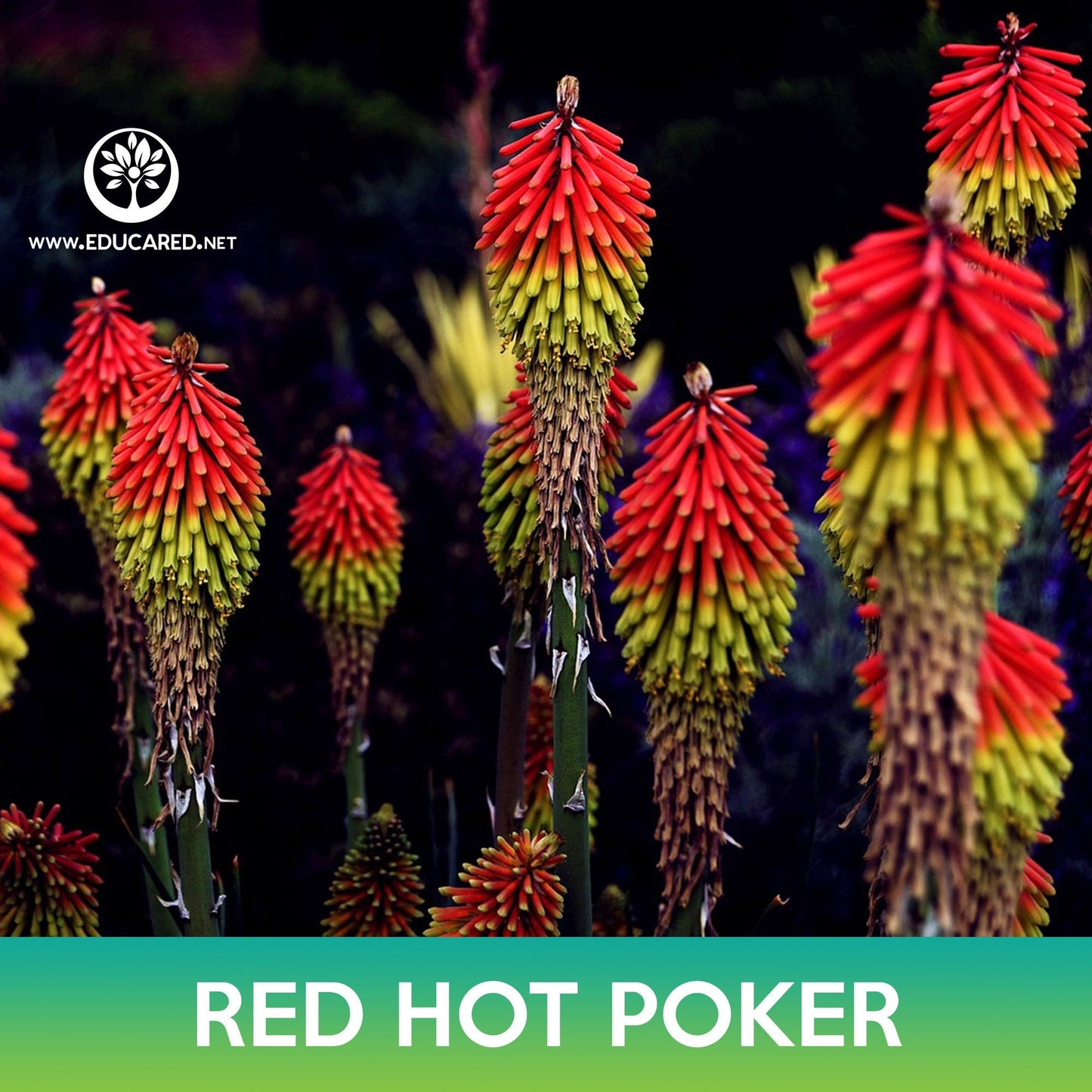 Red Hot Poker Seeds