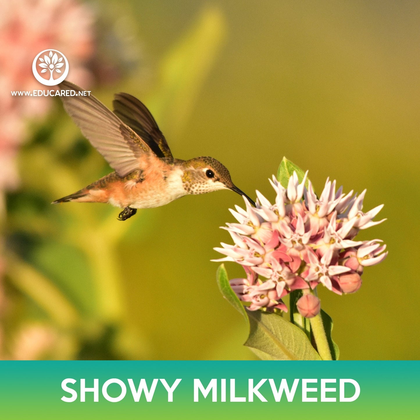 Showy Milkweed Seeds