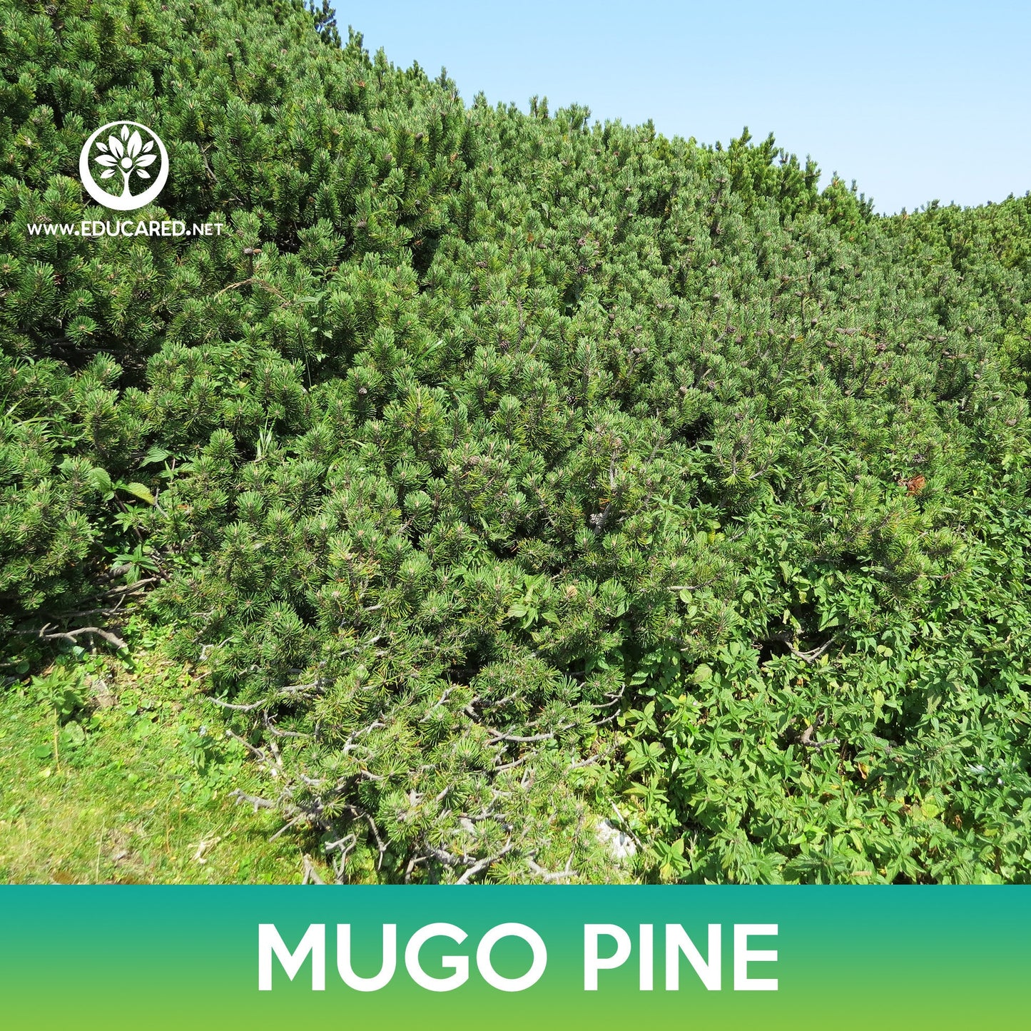 Mugo Pine Seeds, Swiss Mountain Pine, Pinus mugo