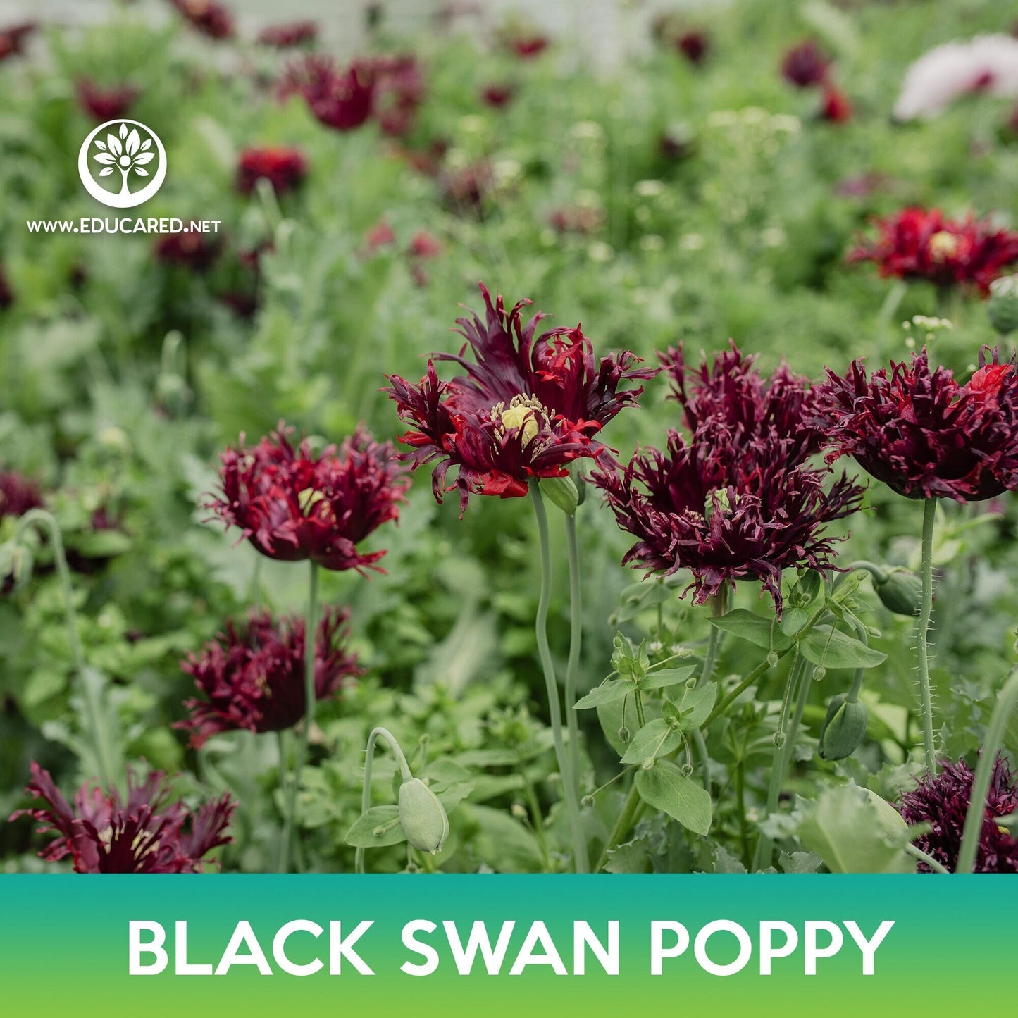 Black Swan Poppy Seeds