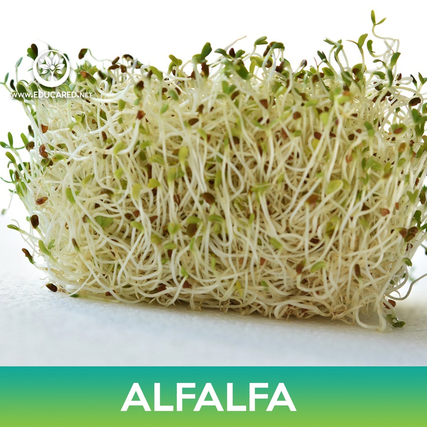 Alfalfa Seeds