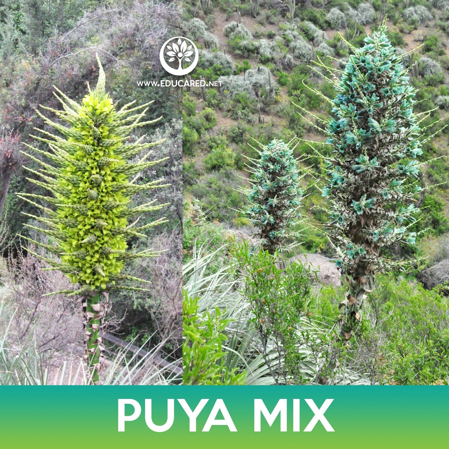 Puya Succulent Mix Seeds