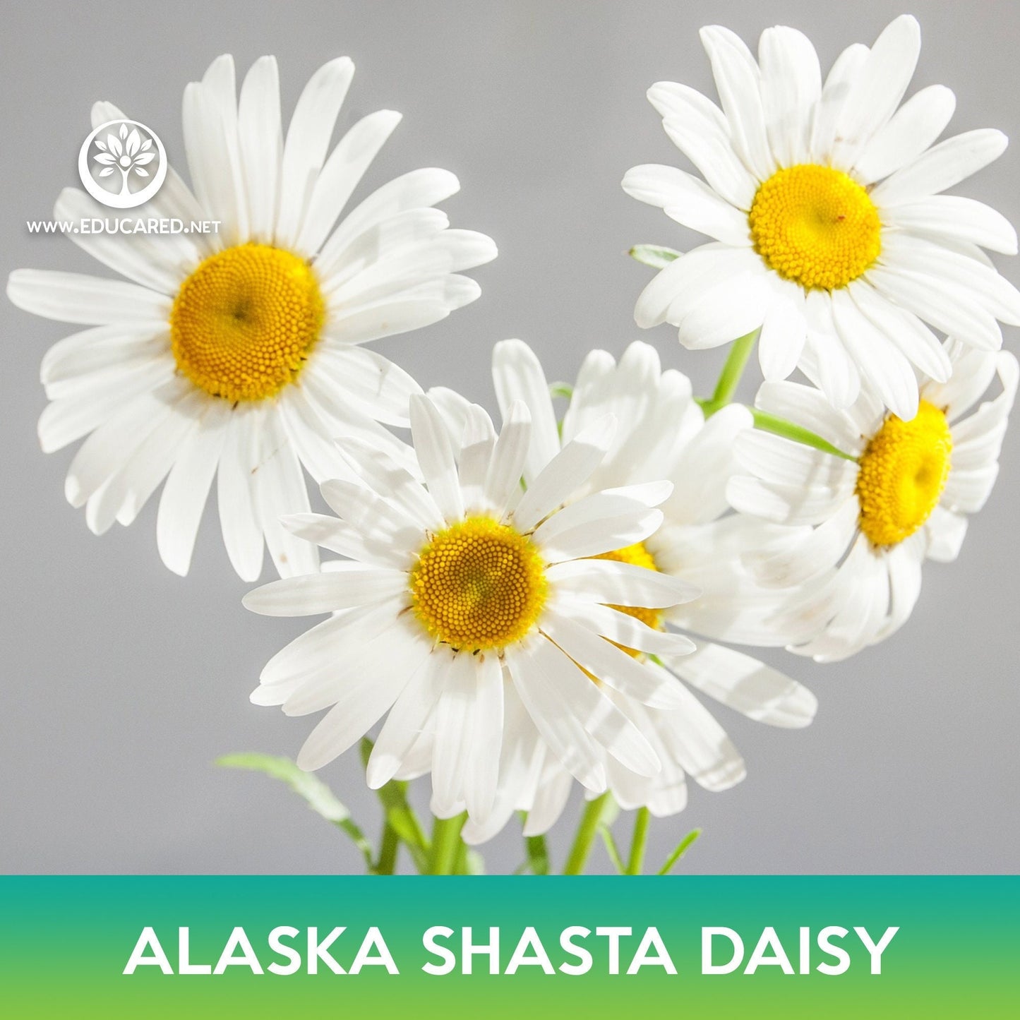 Alaska Shasta Daisy Flower Seeds