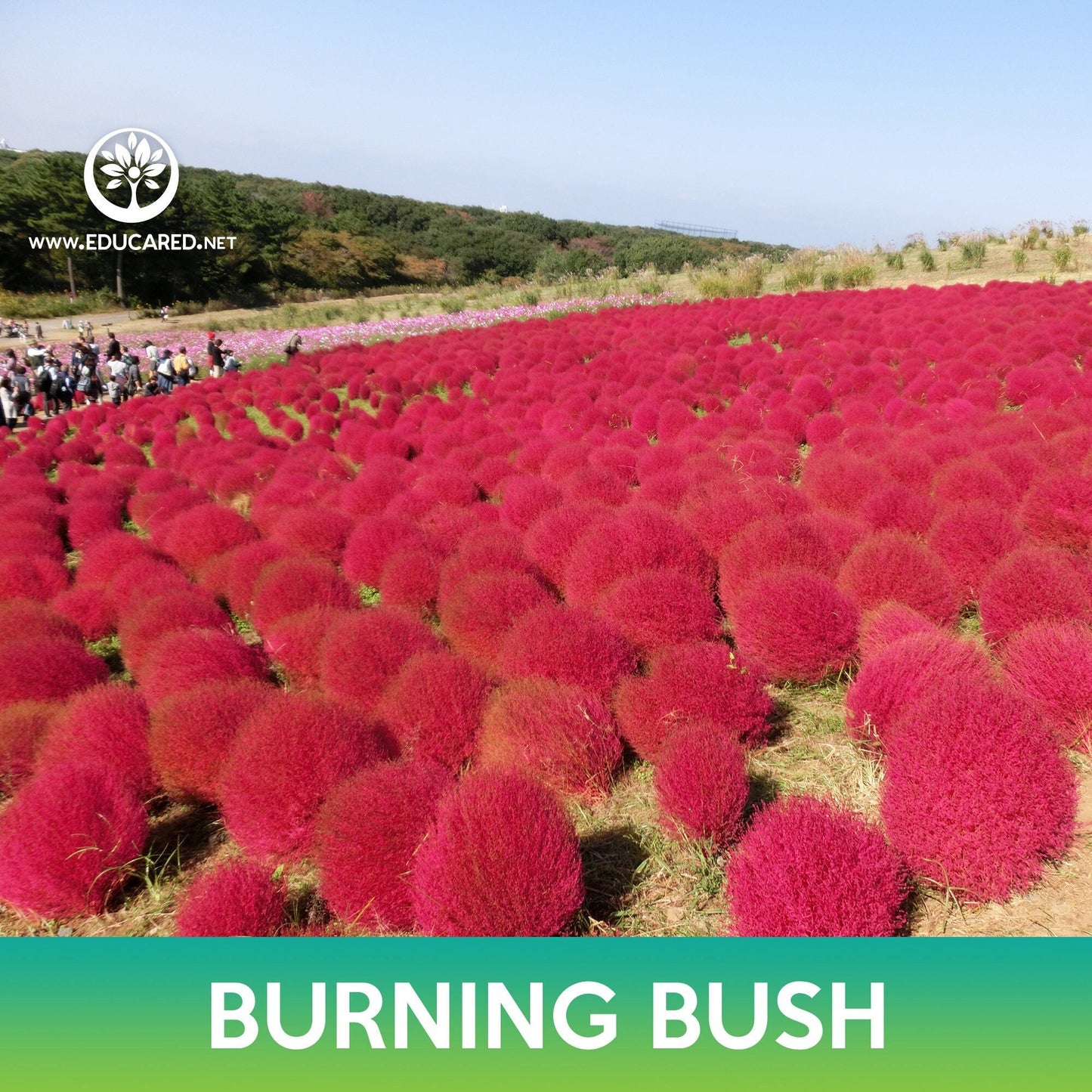 Burning Bush Grass Seeds, Ragweed