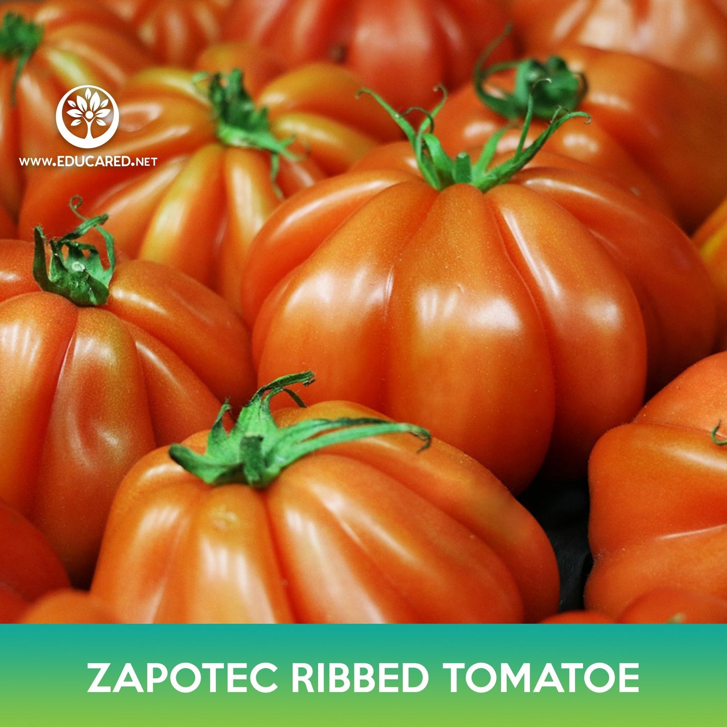 Zapotec Oaxacan Ribbed Tomato Seeds