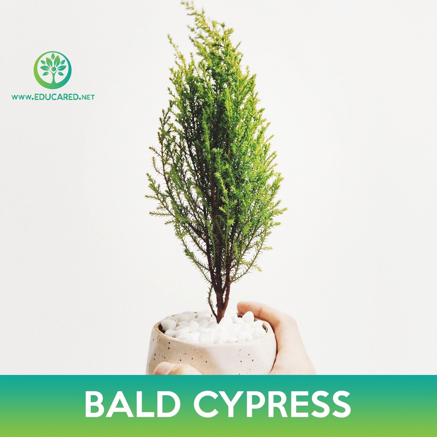 Bald Cypress Seeds, Swamp Cypress, Taxodium distichum