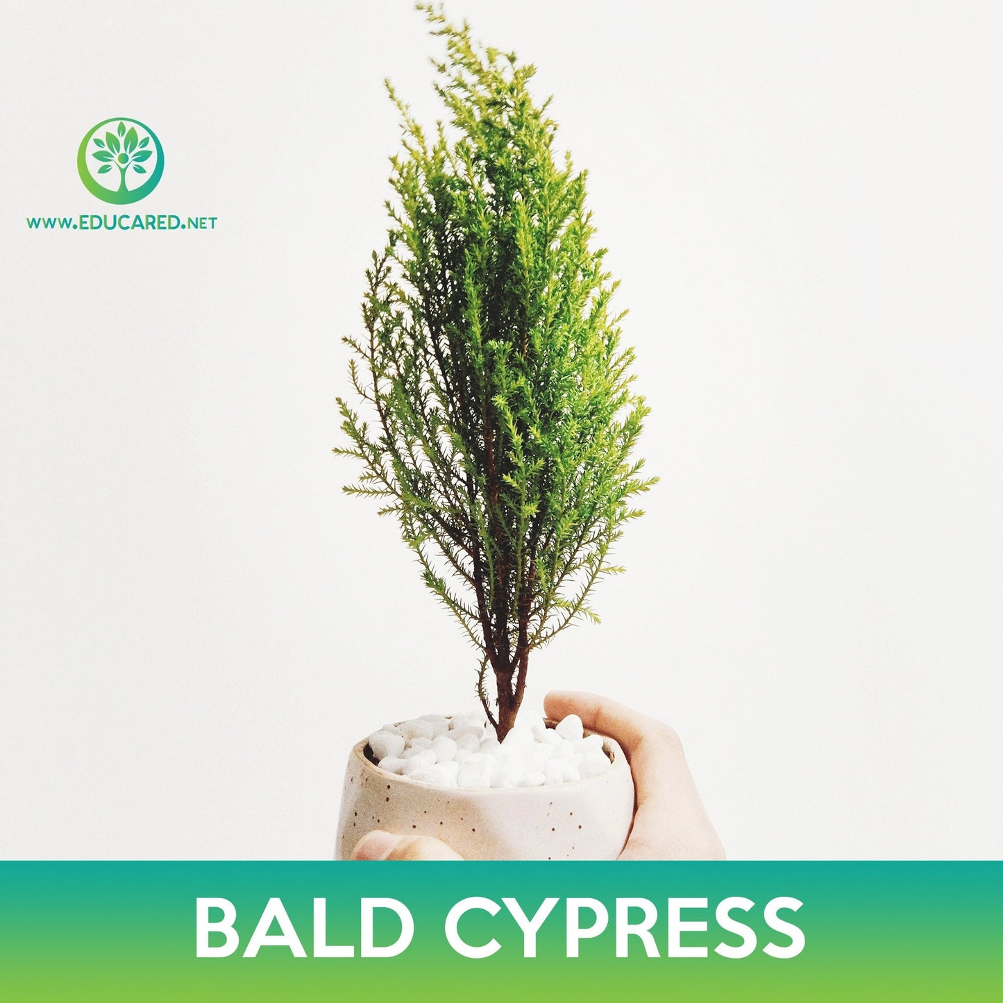 Bald Cypress Seeds, Swamp Cypress