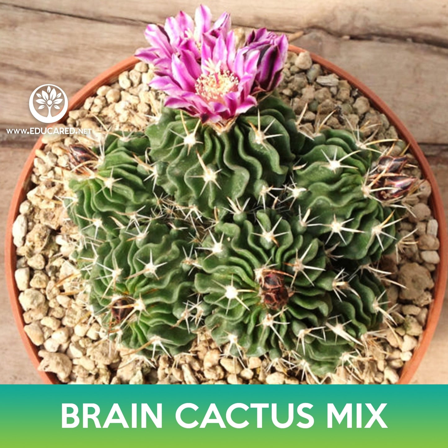 Brain Cactus Mix Seeds