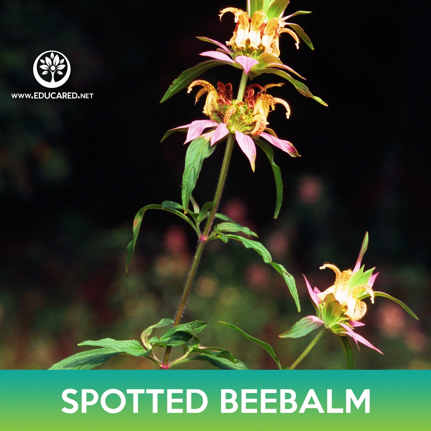 Spotted Beebalm Seeds