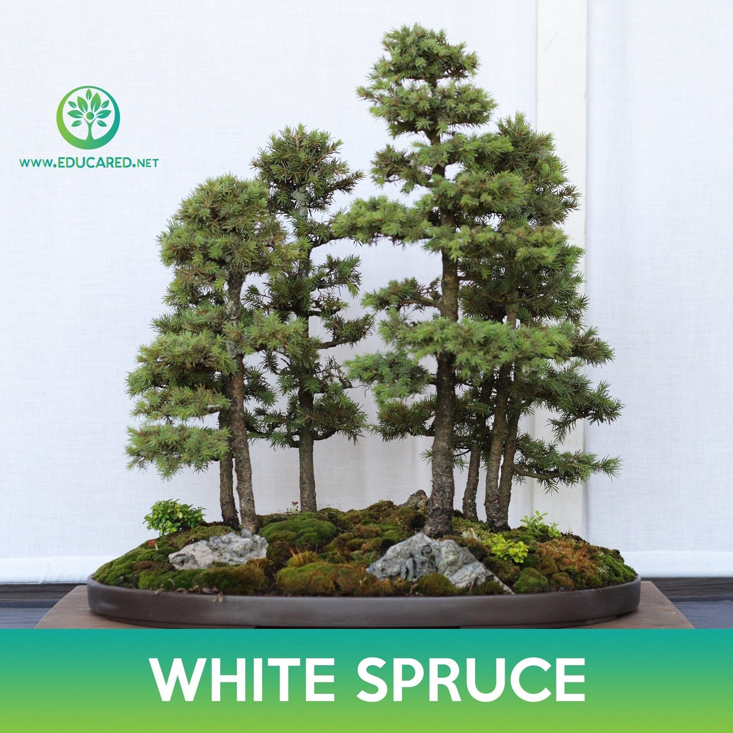 White Spruce Tree Seeds, Black Hills Spruce