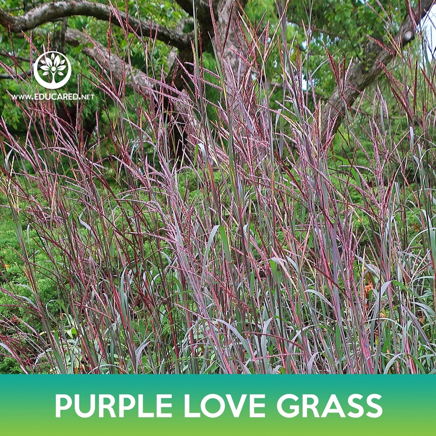 Love Purple Grass Seeds