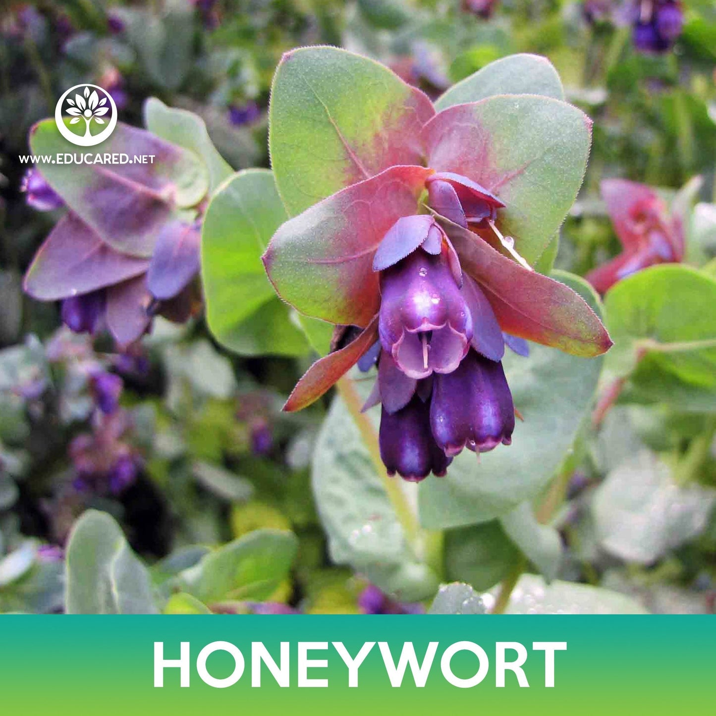 Honeywort Flower Seeds, Kiwi Blue Cerinthe