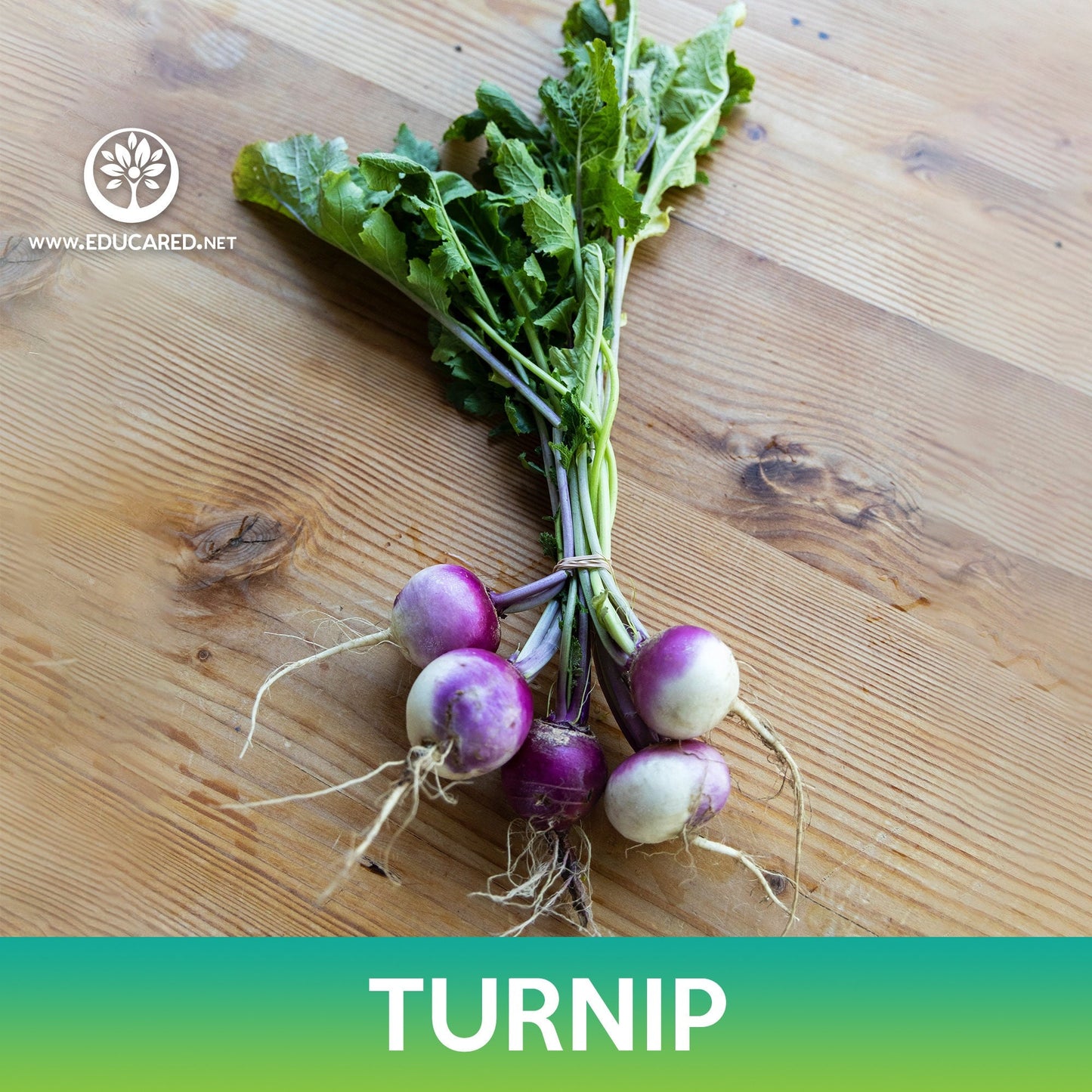 Turnip Seeds, Purple Top White Globe Turnip, Brassica rapa
