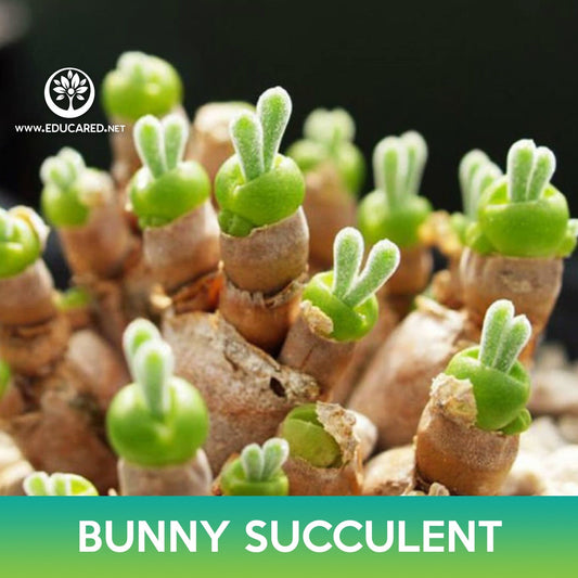 Bunny Succulent Seeds, Monilaria moniliformis
