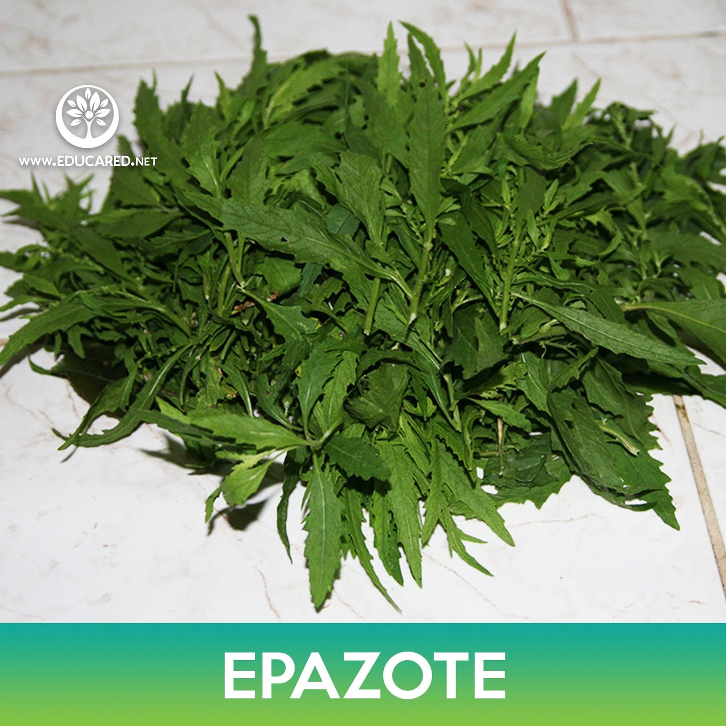 Epazote Seeds, Mexican-tea