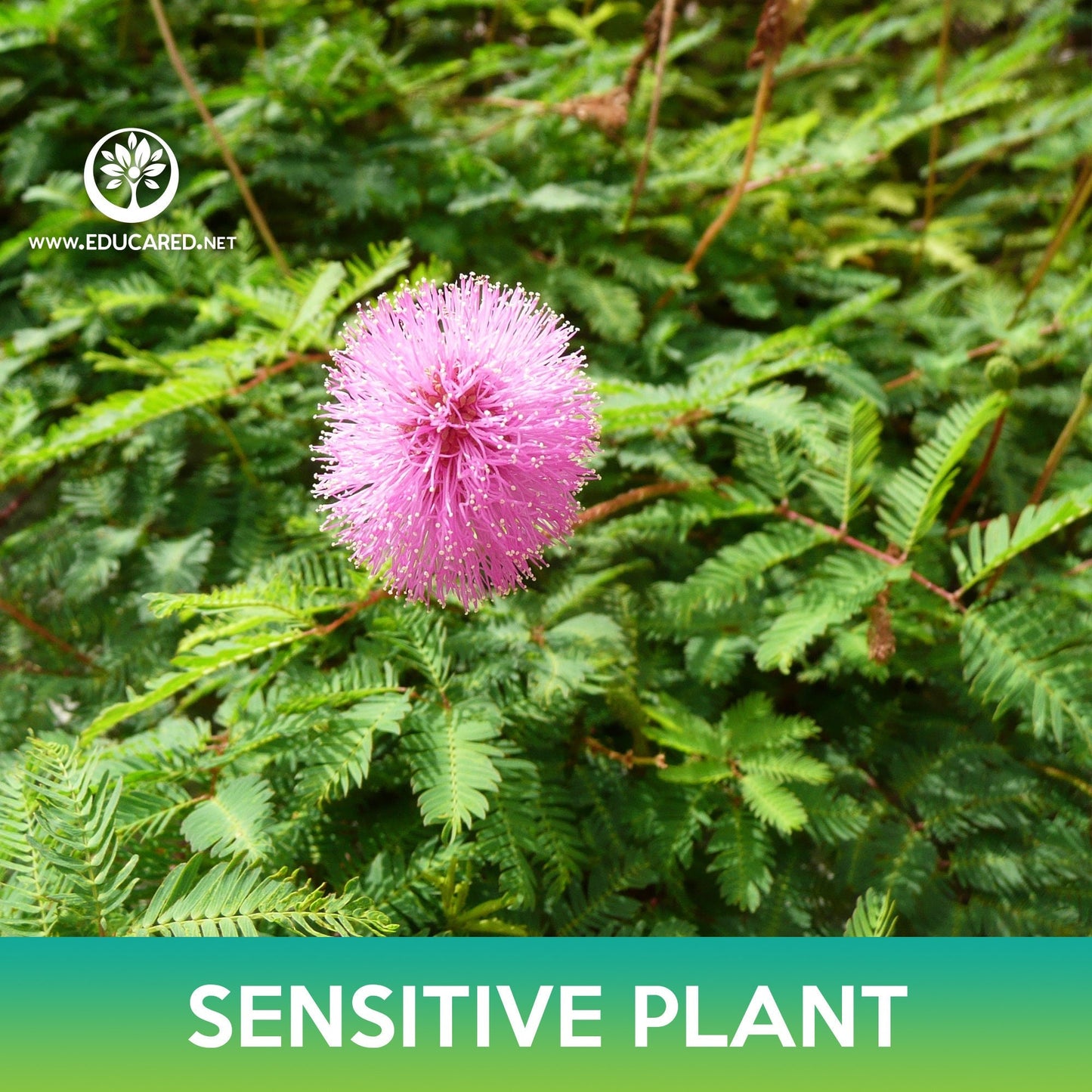 Sensitive Plant Seeds