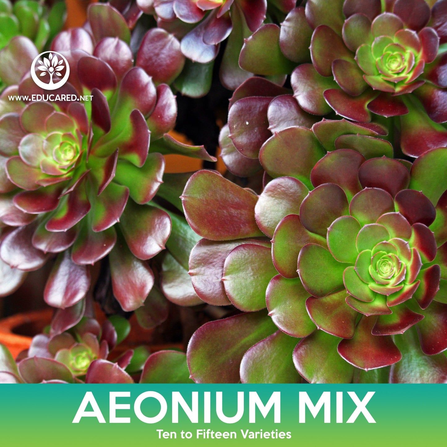 Aeonium Succulent Mix Seeds