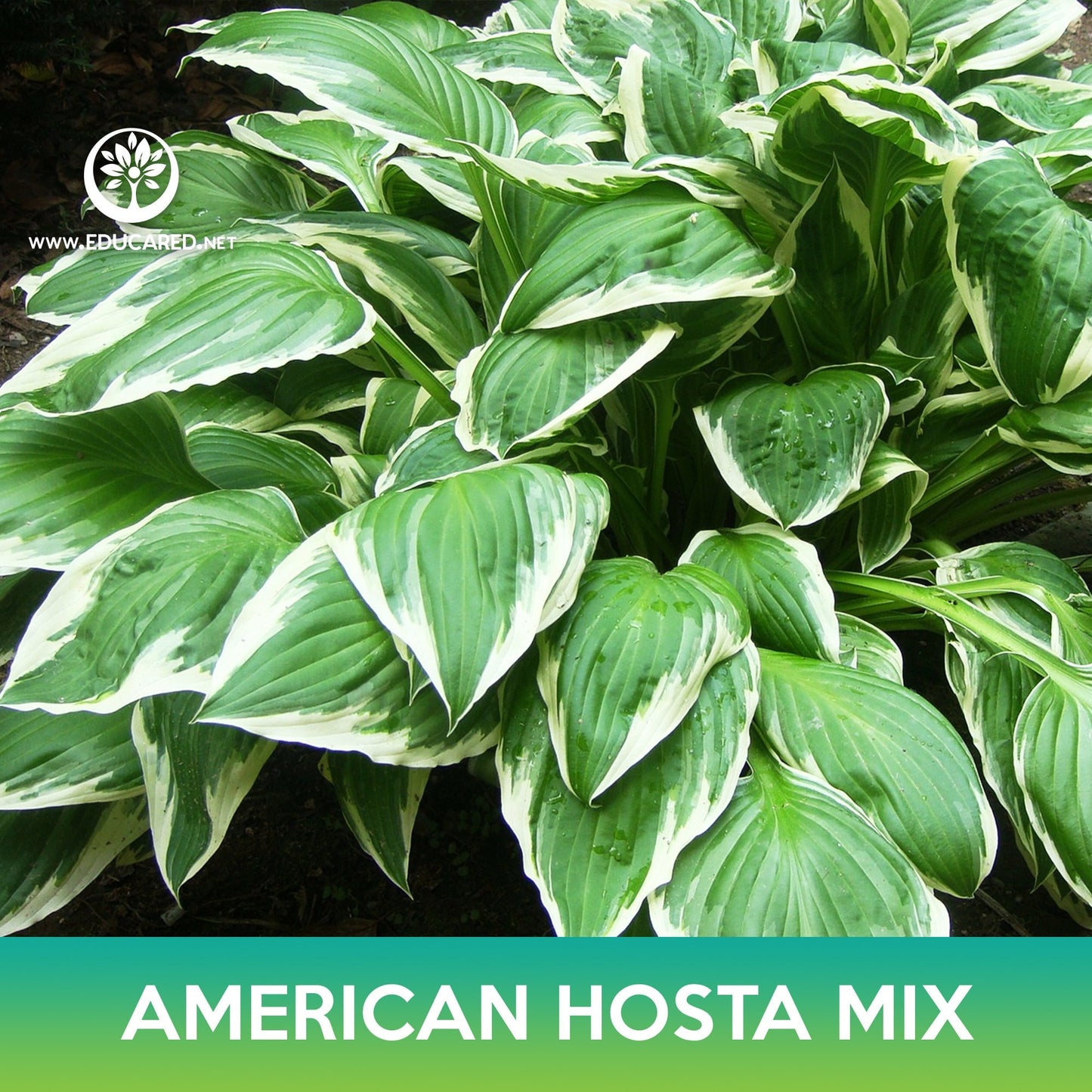 American Hosta Mix Seeds