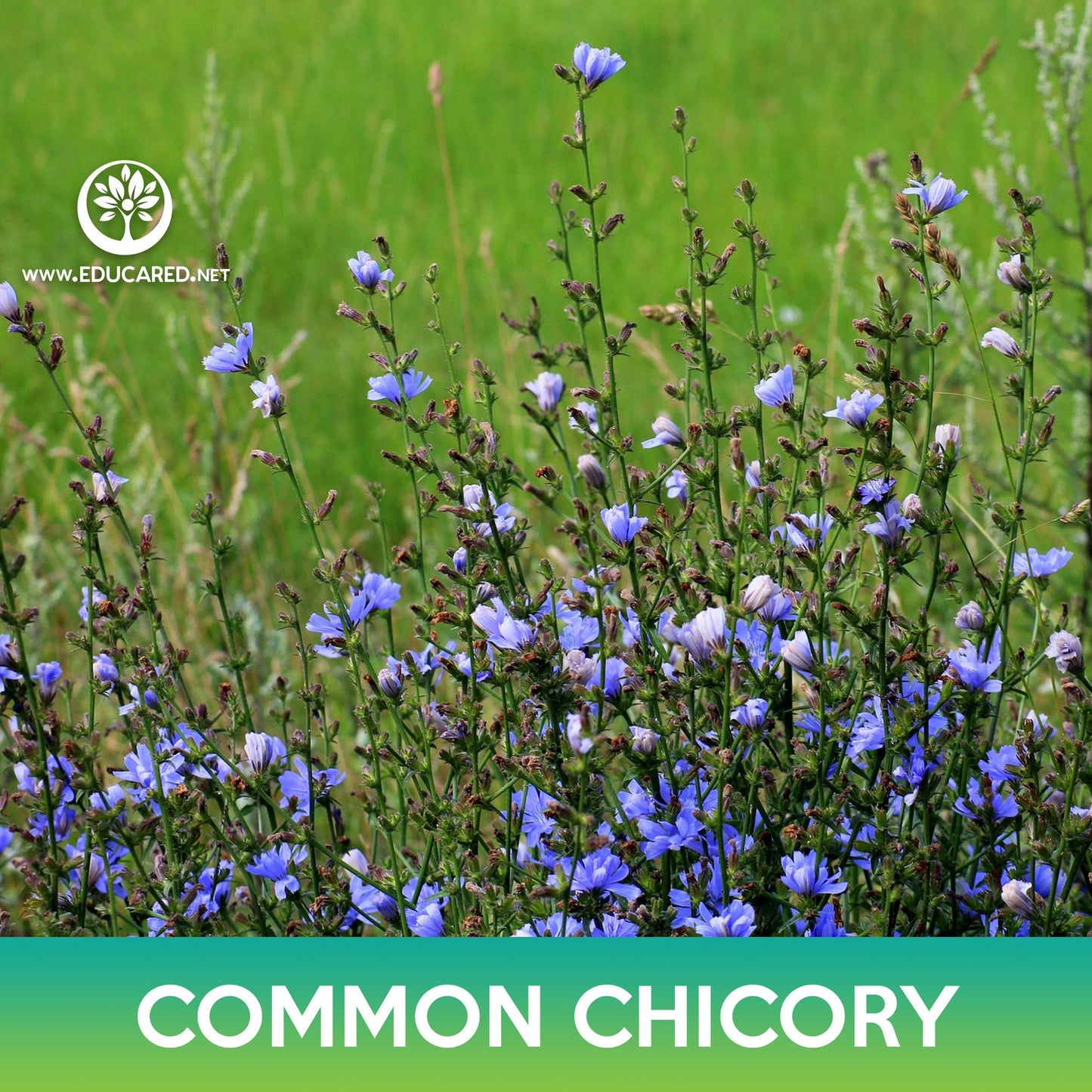 Common Chicory Seeds